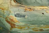 Gary Green Jasper (Larsonite) Bog Wood Slab - Oregon #322687-1